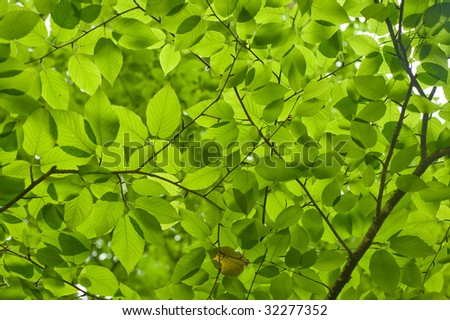 green birch leaves filling the frame with back light
