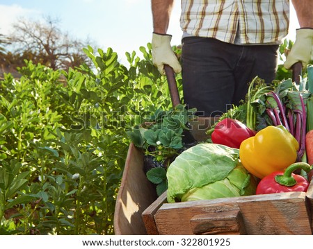 Farmer harvesting organic vegetables on a sustainable farm growing seasonal produce on a wheelbarrow Royalty-Free Stock Photo #322801925