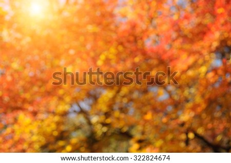 Autumn blurred sunny background.