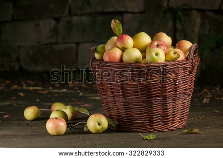 Fresh harvest of apples. Autumn gardening. Thanksgiving day.