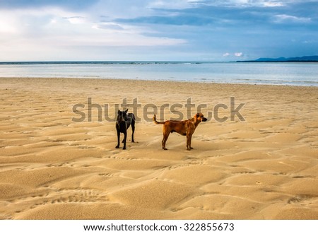 Dogs on the beach under sunset gloomy sky 
