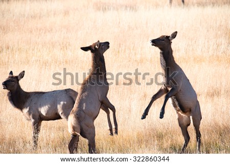 Three young elk calfs playing and sparring in a field