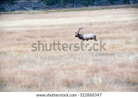 A large bull elk alone in a field during rut