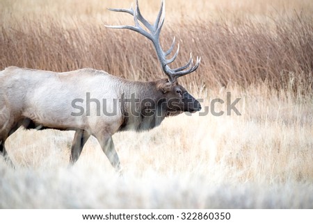 A large bull elk pursuing a cow during rut
