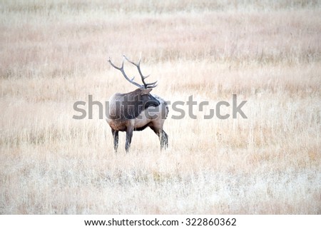A large bull elk; turned sideways looking back toward another bull elk
