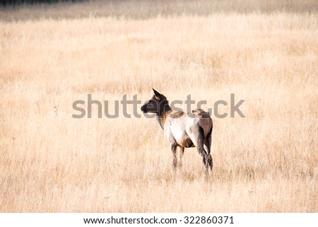 Young elk calf in the middle of a field, looking to the left; full body profile