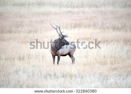 A large bull elk; turned sideways looking back toward another bull elk
