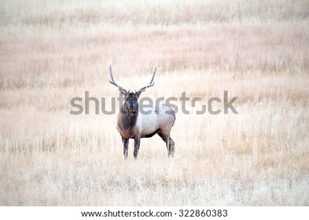 A large bull elk looking out over his herd