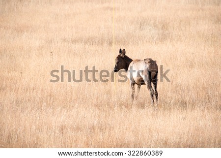 Young elk calf scratching his head on a snow marker in the middle of a fiield