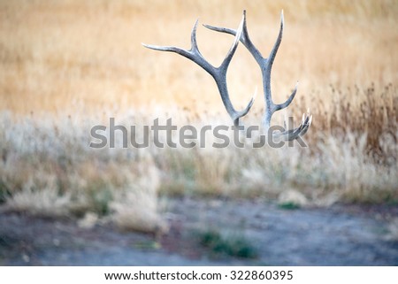 A bull elk shows his antlers while hiding his body
