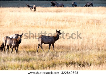 Three young elk calf in a field