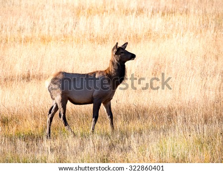 A young elk calf alone in a field