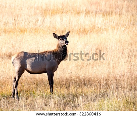 A young elk calf alone in a field