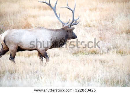 A large bull elk pursuing a cow during rut