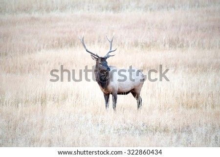 A bull elk looking toward photographer