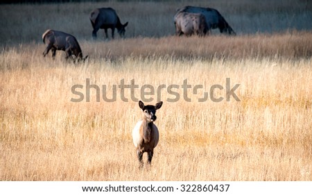 A young elk calf alone in a field, separated from the herd in the background