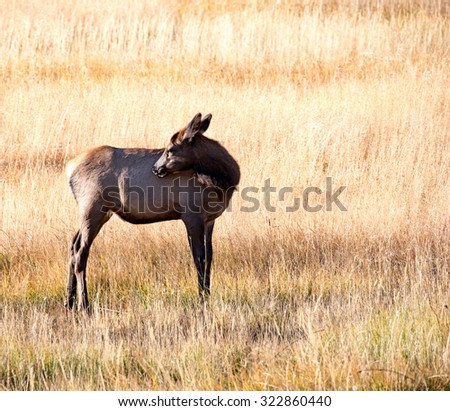 A young elk calf scratching his nose on his side; full body profile