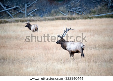 Two bull elk in a field during rut
