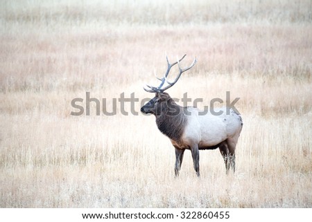 A large bull elk looking out over his herd