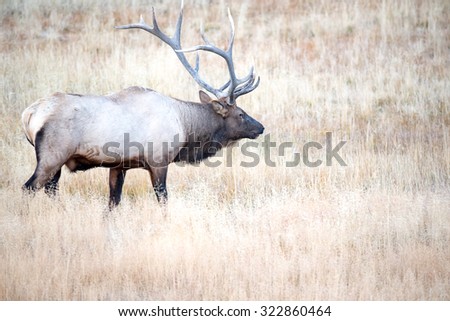 A large bull elk facing right; full body profile 