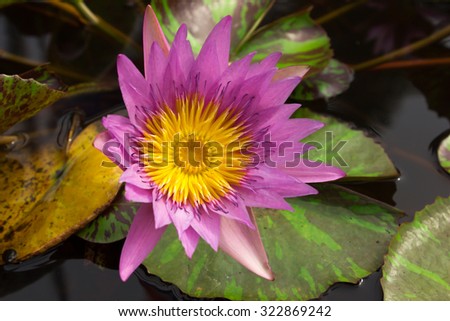 beautiful water lily lotus flower on Pond 