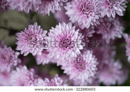 A purple flowers with selective focus.