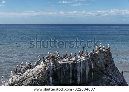 Brown Pelicans (Pelecanus occidentalis) perched on a rock with kelp and sea weed, on the rugged Big Sur coastline, near Cambria, CA. on the California Central Coast.