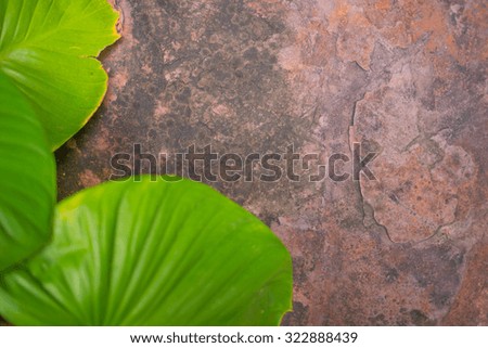 Stone background with blur foreground green leaf nature concept