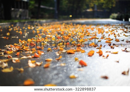 Autumn in the Park. Wet yellow leaves on the road. Autumn background. Royalty-Free Stock Photo #322898837