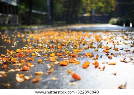 Autumn in the Park. Wet yellow leaves on the road. Autumn background. Royalty-Free Stock Photo #322898840