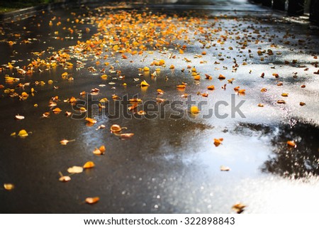 Autumn in the Park. Wet yellow leaves on the road. Autumn background. Royalty-Free Stock Photo #322898843