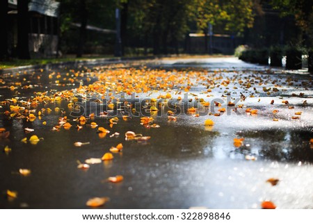 Autumn in the Park. Wet yellow leaves on the road. Autumn background. Royalty-Free Stock Photo #322898846