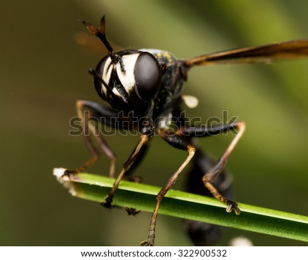 Black wasp with injured wings hands on to green plant with black background