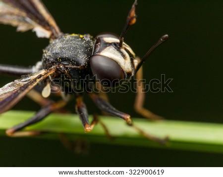 Black wasp with injured wings hands on to green plant with black background