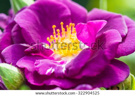 Hans Gonewein Rose or Violet Rose in Garden, Thailand.