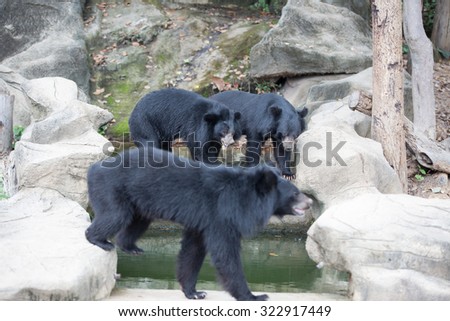Malayan sun bear, Honey bear Royalty-Free Stock Photo #322917449