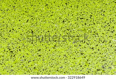 Green duckweeds background