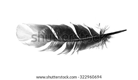 black bird feather isolated on white background