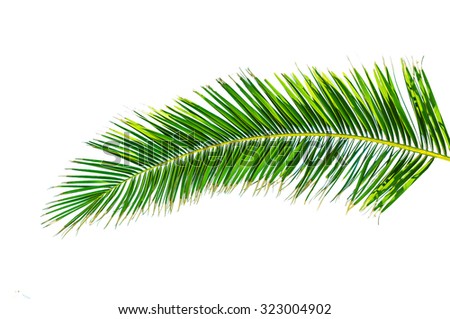 Big green palm leaf isolated on white