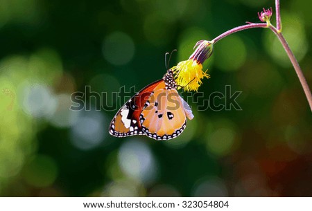 Yellow butterfly fly in morning nature.