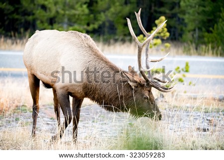 Large bull elk eating grass
