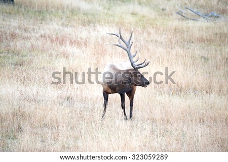 A large bull elk; profile view; full body portrait facing right