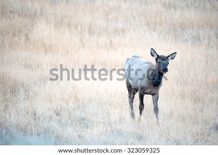 A young elk calf looking at photographer