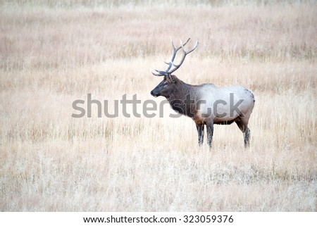 Bull elk watching over his harem; profile view