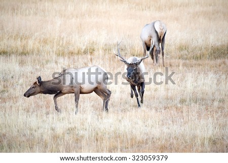 Bull elk stalking a cow elk during rut in Yellowstone National Park