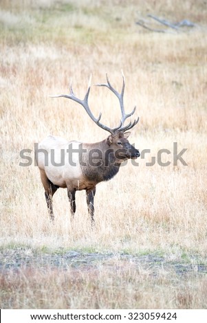 A large bull elk; profile view; full body