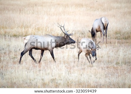 Bull elk stalking a cow elk during rut in Yellowstone National Park