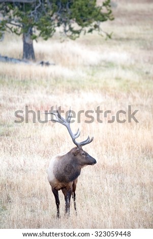 A large bull elk; profile view; full body portrait facing right
