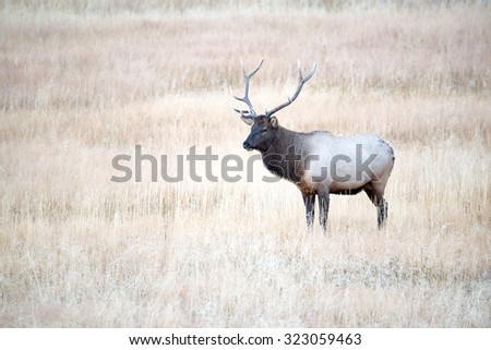 Bull elk watching over his harem; profile view