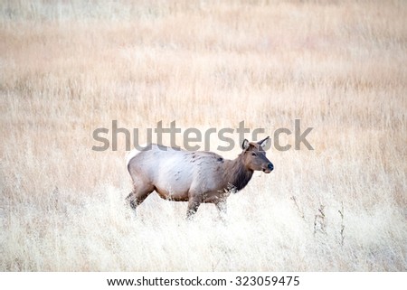 Elk cow moving through a field toward the herd
